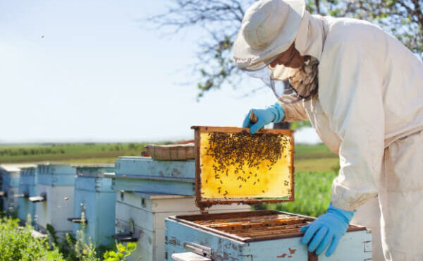 7627-beekeeping