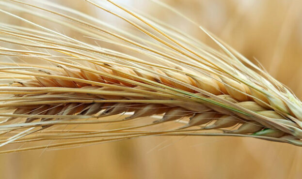 barley-ear-1511196
