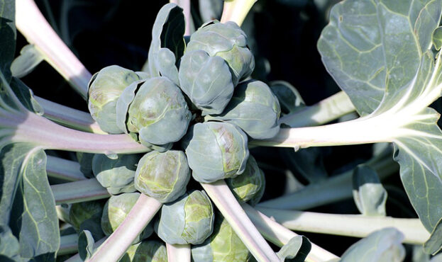 brussels-sprouts-455967