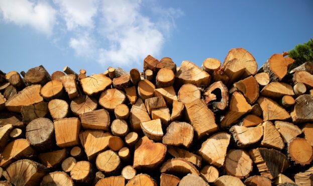 Photographic,Documentation,Of,A,Large,Pile,Of,Firewood,In,Reserve