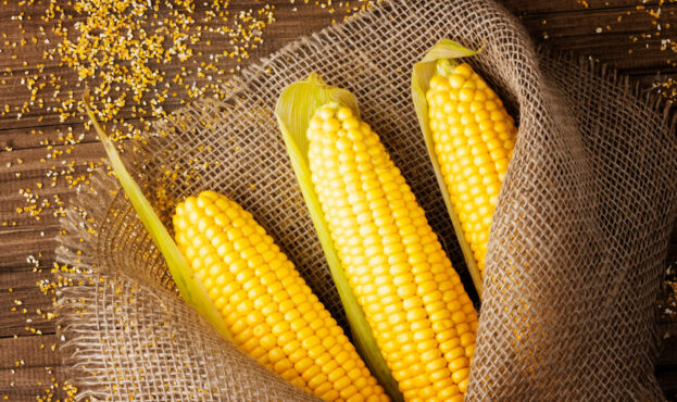 Grains,Of,Ripe,Corn,On,Wooden,Background.fresh,Corn,On,Cobs