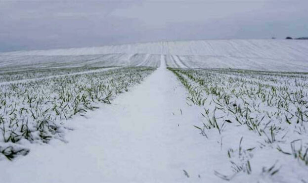 winter-crop