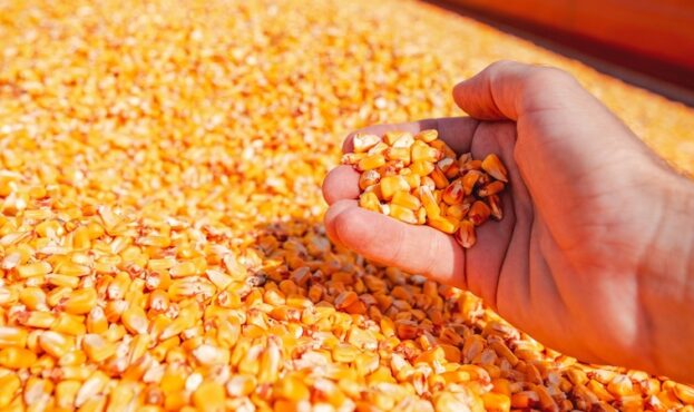 Farmer handful of harvested corn kernels