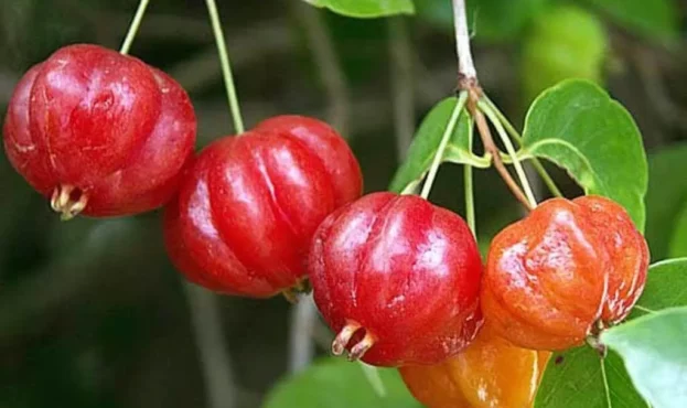 Brazilian-Cherry-farming-in-kenya