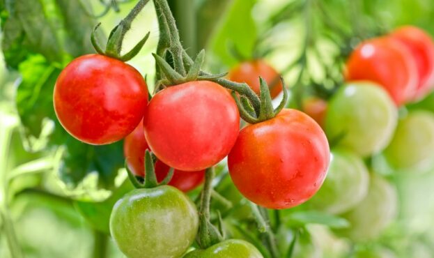 close-up-of-cherry-tomatoes-growing-in-a-garden-royalty-free-image-543586990-1531260958