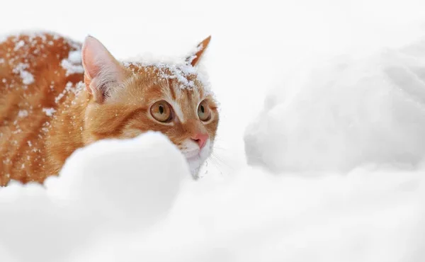 depositphotos_63533017-stock-photo-ginger-cat-on-snow