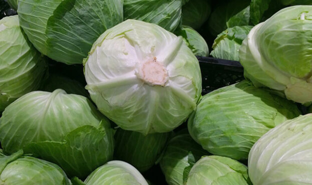 cabbage-1