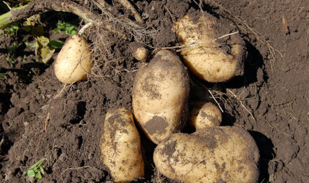 potatoes-1637280