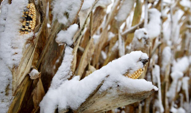 winter-corn-663