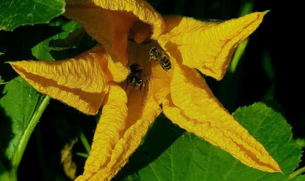 бджоли-квітка-город-750x430