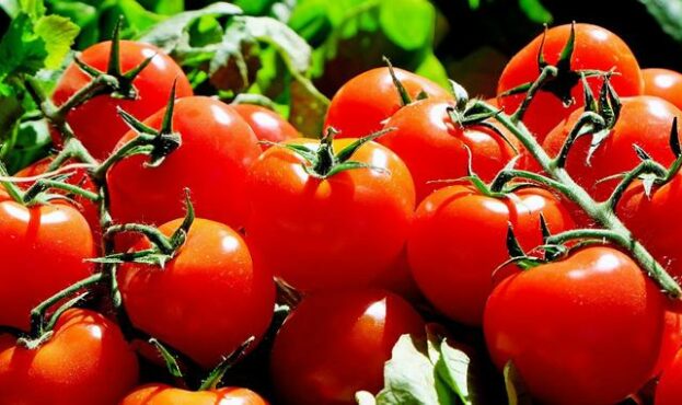 tomatoes-1280859