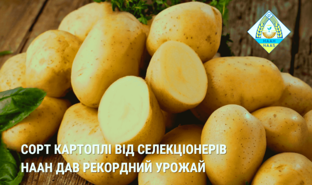 Сорт картоплі від селекціонерів НААН дав рекордний урожай