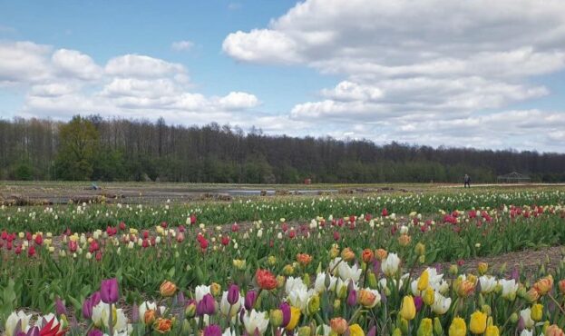 Волинська-голландія-поле-тюльпани-750x430