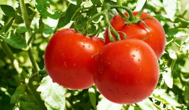 yak-pravilno-dohlyadati-za-pomidorami-u-vidkritomu20210524_7223