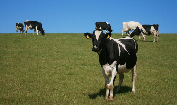 cows44