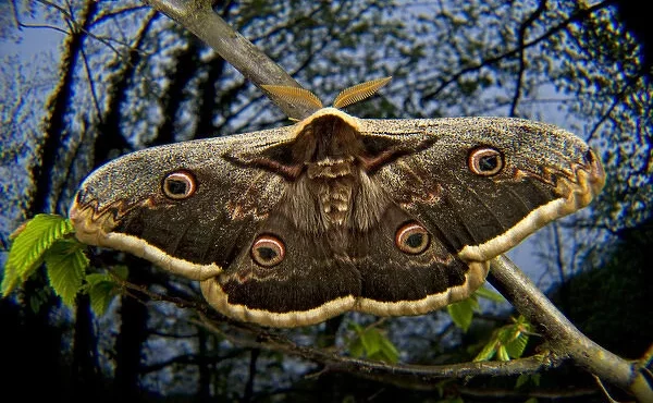 giant-peacock-moth-saturnia-pyri-13948383.jpg
