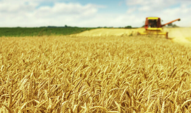 wheat-field_AdobeStock_65088881_E-r0-large