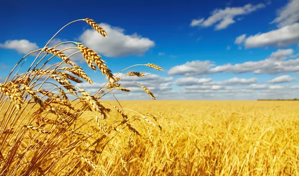depositphotos_7143064-stock-photo-wheat-field