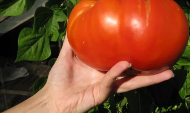 Як прискорити дозрівання помідорів?