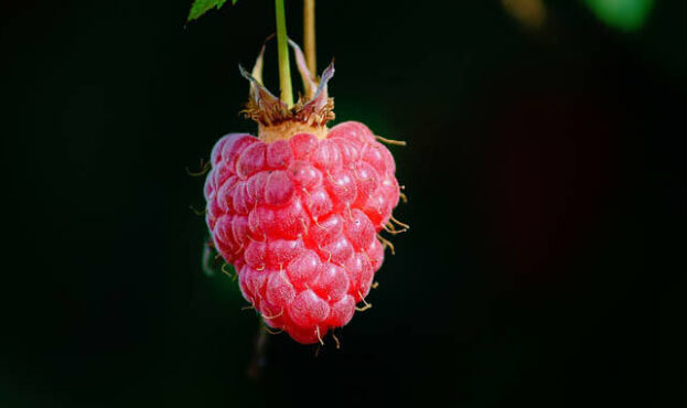 raspberry565