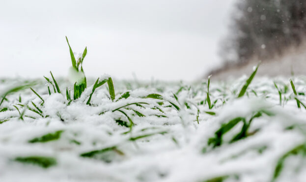 Winter wheat under the snow