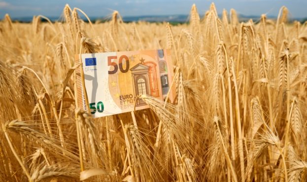 Fifty euro bill between grain ears in a ripe barley field