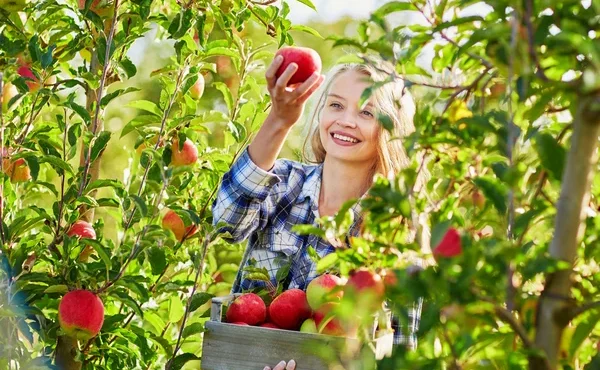 depositphotos_115523770-stock-photo-woman-picking-apples-in-wooden