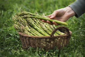 Asparagus in hands