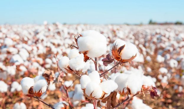 growing-cotton-plant-harvesting-guide-and-tips