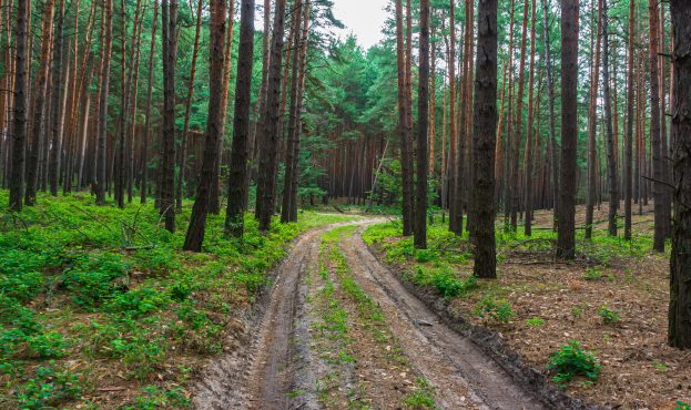 Automobile,Dirt,Road,In,A,Pine,Forest.,July.,Web,Banner.
