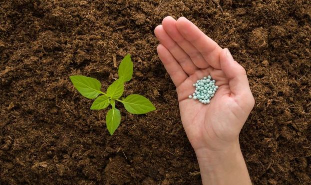 Young,Adult,Woman,Palm,Holding,Complex,Fertiliser,Granules,For,Green