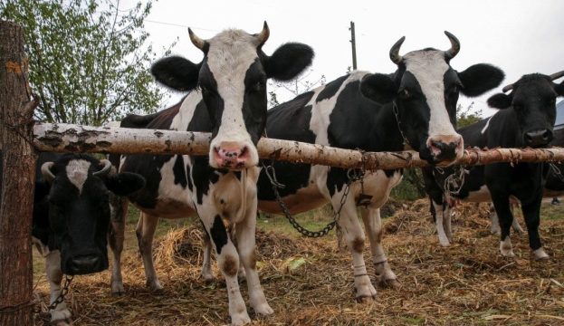 В ДАР надійшло майже 15 тис заявок від аграріїв на допомогу для утримання поголів’я корів