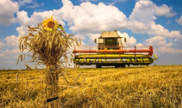 В Україні вже збирають пшеницю, ячмінь, горох, ріпак