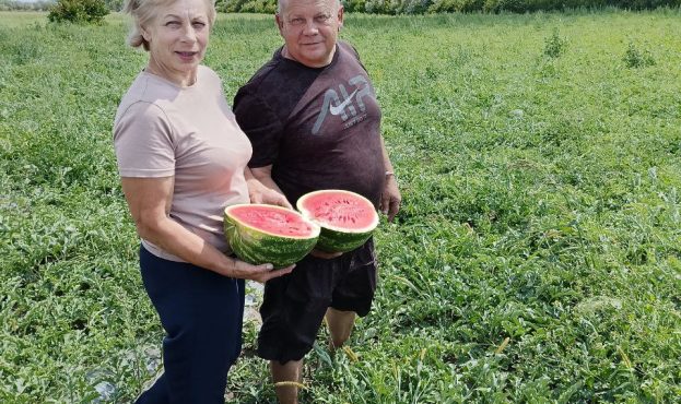 Фермер з Херсонщини вирощує кавуни на Львівщині