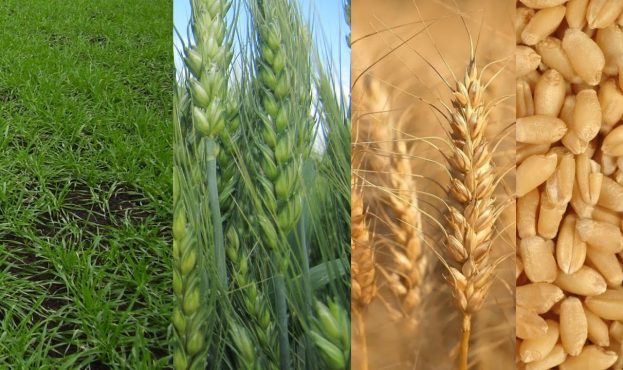 Стало відомо, які сорти твердої пшениці найпродуктивніші
