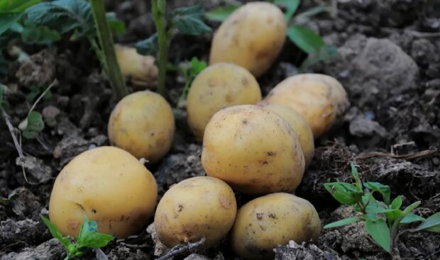 Що робити з картоплею після заморозків, аби не втратити весь урожай