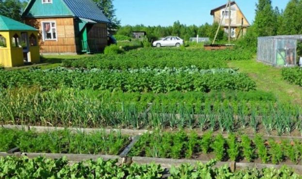 Озвучено особливості приватизації городу за давністю користування під час війни