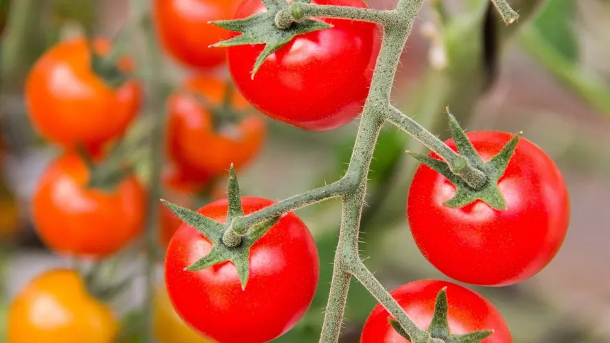 Why do tomatoes rot on the vine: how to save the harvest