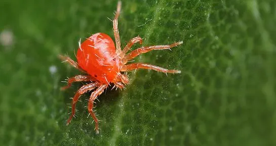 Rapid Spread of Spider Mites on Sunflower Crops