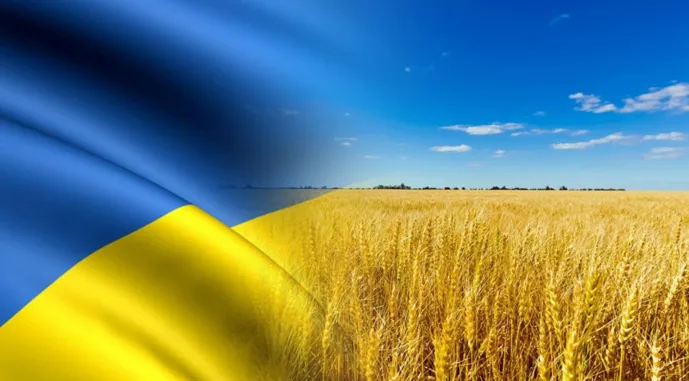 Оприлюднено аналіз ринку зернових і олійних культур в Україні за травень