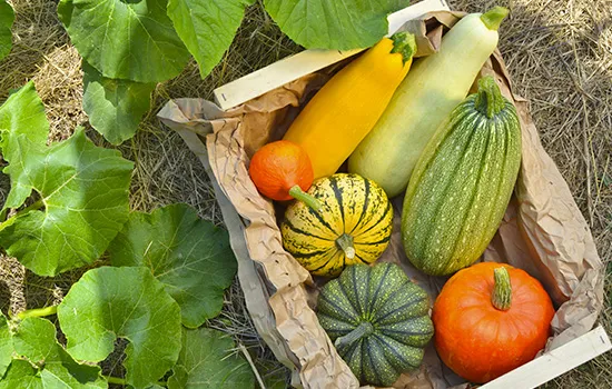 Какие удобрения лучше всего для тыкв и кабачков