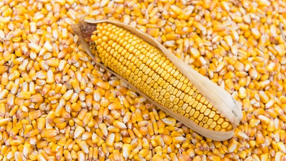 Prices for feed corn are falling on the Ukrainian market