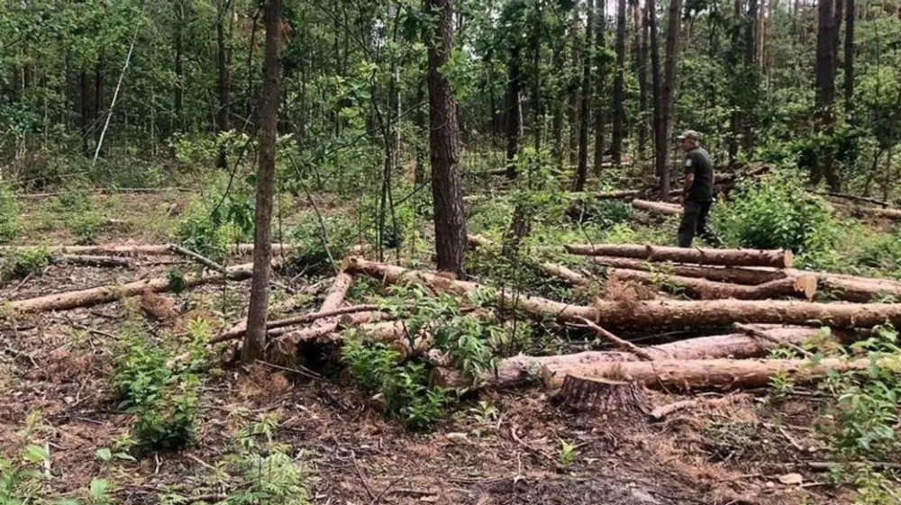 На Житомирщині екологи виграли суд у справі про незаконну порубку лісу на 15 млн грн