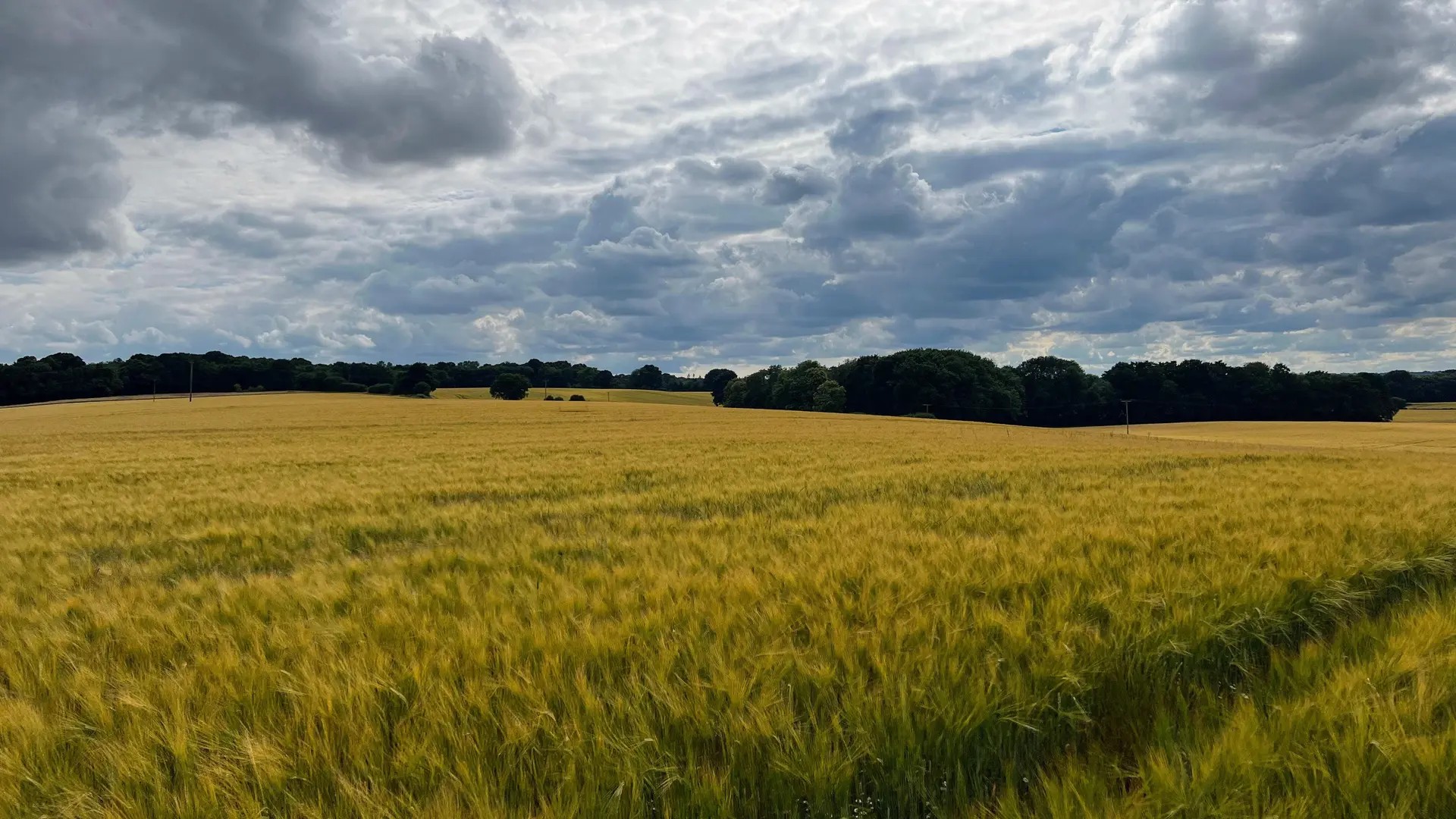 Чого очікувати господарству, безкоштовно зареєструвавшись на AgreenaGro