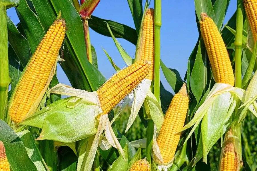 Українська кукурудза буде затребувана у країнах Близького Сходу та Північної Африки