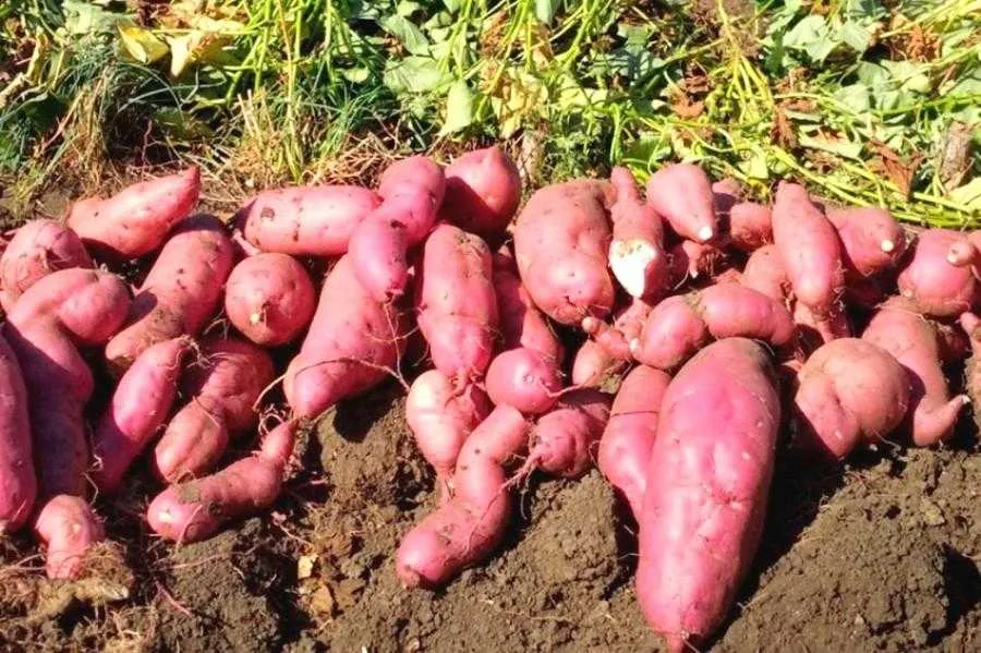 Господар з Чернігівщини збирає в середньому по три кілограми батату з одного куща