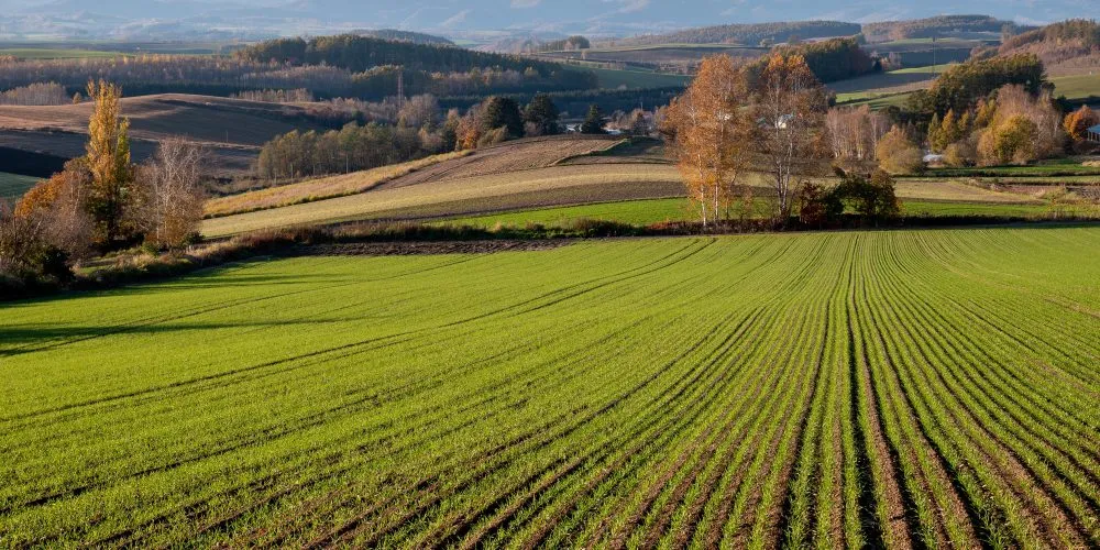 Первинний захист для зернових пізніх строків сівби