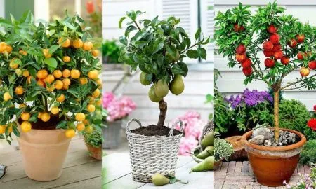 Експерти розповіли, які фрукти можна виростити у своїй квартирі