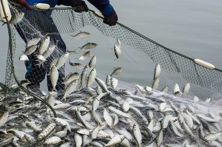 Аукціони на промисловий вилов риби у 2025 р принесли бюджету понад 50 млн грн