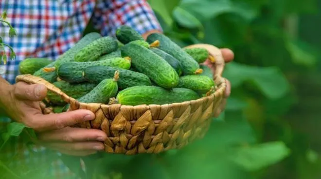 В Україні знизились ціни на тепличні огірки